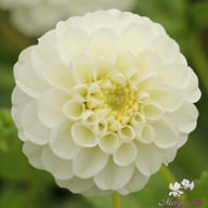 Orset Beauty Dahlia Knöl