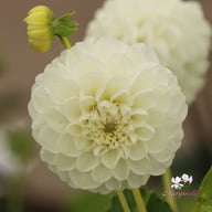 Orset Beauty Dahlia Knöl