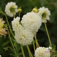 Orset Beauty Dahlia Knöl