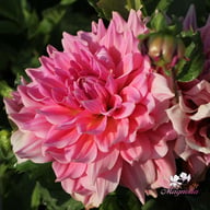 Otto's Thrill Dahlia Tuber