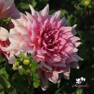 Otto's Thrill Dahlia Tuber