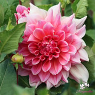 Otto's Thrill Dahlia Tuber