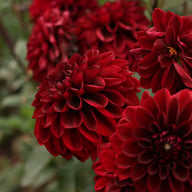Ozzy Dahlia Knöl