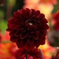 Ozzy Dahlia Knöl