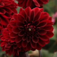 Ozzy Dahlia Knöl