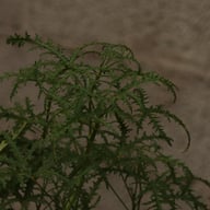 P. Denticulatum 'Filicifolium' Pelargonium Cutting