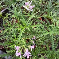 P. Denticulatum 'Filicifolium' Pelargon Stickling