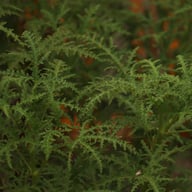 P. Denticulatum 'Filicifolium' Pelargonium Cutting