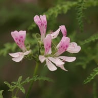 P. Denticulatum 'Filicifolium' Pelargonium Cutting