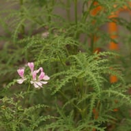 P. Denticulatum 'Filicifolium' Pelargonium Cutting