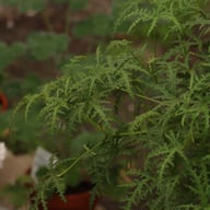 P. Denticulatum 'Filicifolium' Pelargonium Cutting