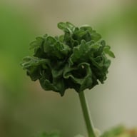 P. graveolens ’Bontrosai’ Pelargon Stickling