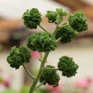 P. graveolens ’Bontrosai’ Pelargon Stickling