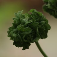 P. graveolens ’Bontrosai’ Pelargon Stickling
