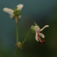P. laxum Pelargonium Cutting