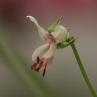 P. laxum Pelargonium Cutting