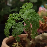 P. laxum Pelargonium Cutting