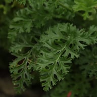 P. laxum Pelargonium Cutting