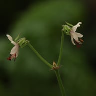 P. laxum Pelargonium Cutting
