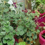 P. sidoides Pelargon Stickling