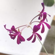 P. sidoides Pelargon Stickling