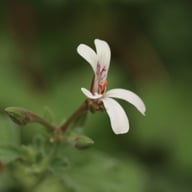 P. x Fragrans Pelargonium Cutting