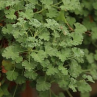 P. x Fragrans Pelargonium Cutting