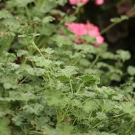 P. x Fragrans Pelargonium Cutting