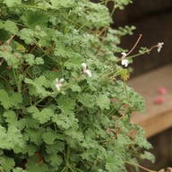 P. x Fragrans Pelargonium Cutting