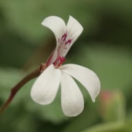 P. x Fragrans Pelargonium Cutting