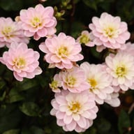Pacific Jewel Dahlia Knöl