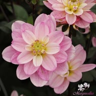 Pacific Jewel Dahlia Knöl