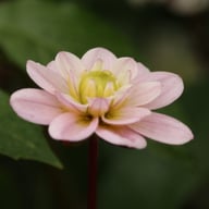 Pacific Jewel Dahlia Knöl