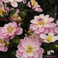 Pacific Jewel Dahlia Knöl