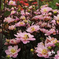 Pacific Jewel Dahlia Knöl