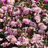 Pacific Jewel Dahlia Knöl