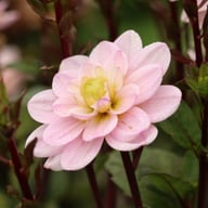 Pacific Jewel Dahlia Knöl