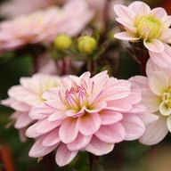 Pacific Jewel Dahlia Knöl