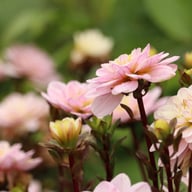 Pacific Jewel Dahlia Knöl