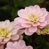 Pacific Jewel Dahlia Knöl