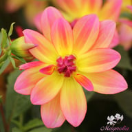 Pacific Ocean Dahlia Tuber