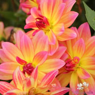 Pacific Ocean Dahlia Tuber