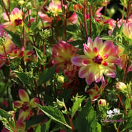 Pacific Ocean Dahlia Tuber