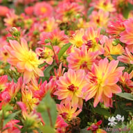 Pacific Ocean Dahlia Tuber