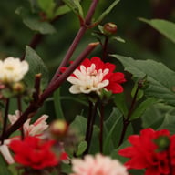 Pacific Time Dahlia Tuber