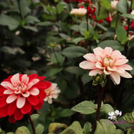 Pacific Time Dahlia Knöl