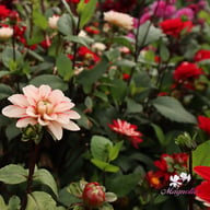 Pacific Time Dahlia Knöl