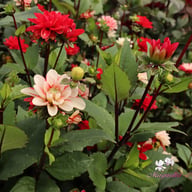 Pacific Time Dahlia Knöl