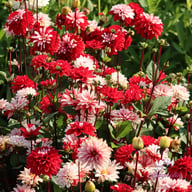 Pacific Time Dahlia Knöl
