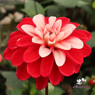 Pacific Time Dahlia Knöl